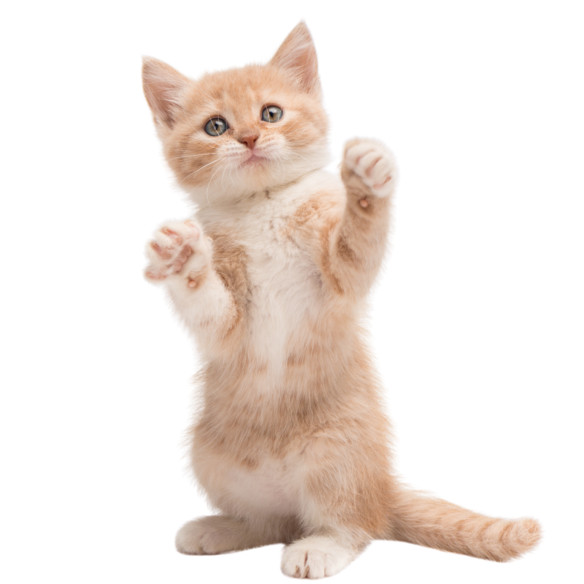 Kitten