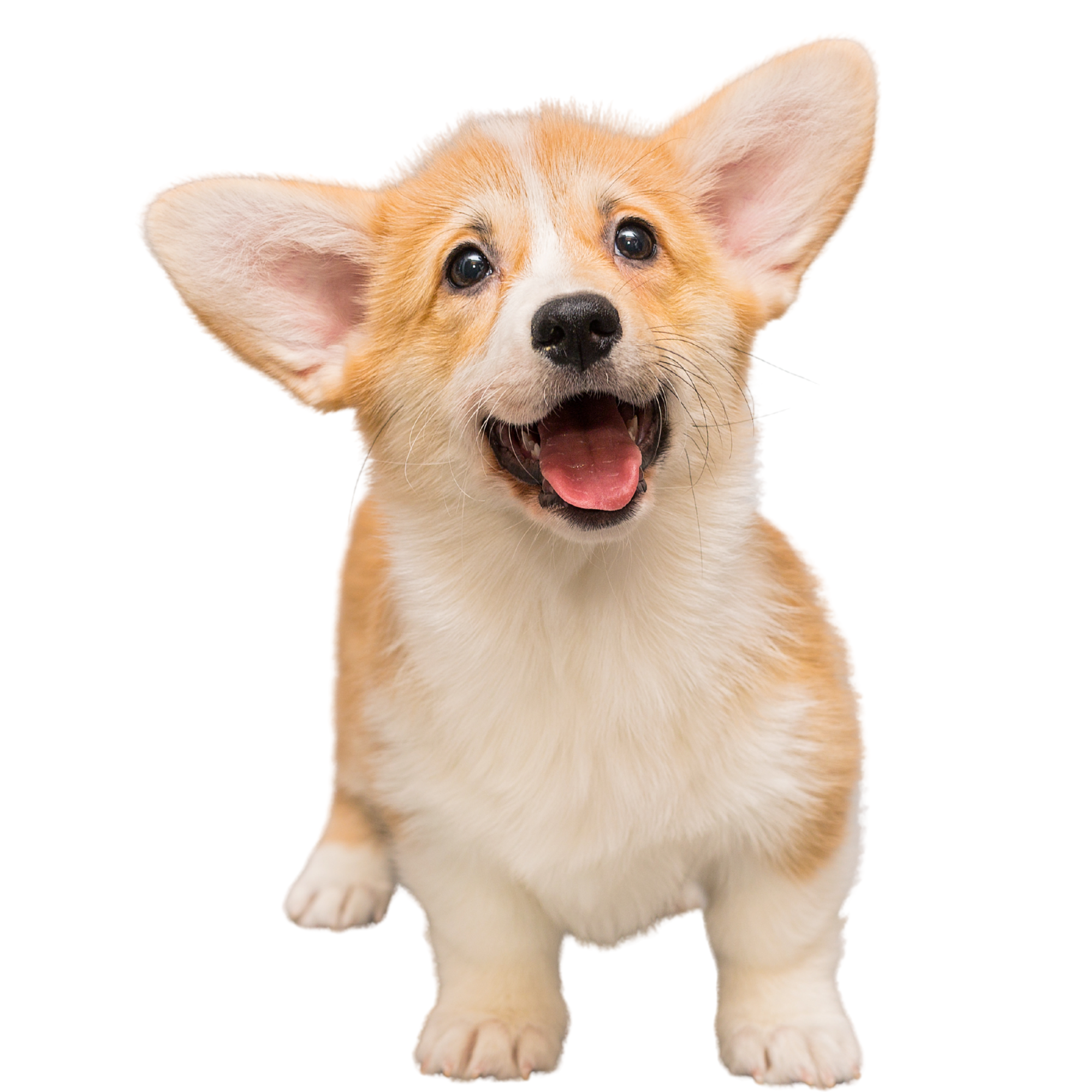 Puppy