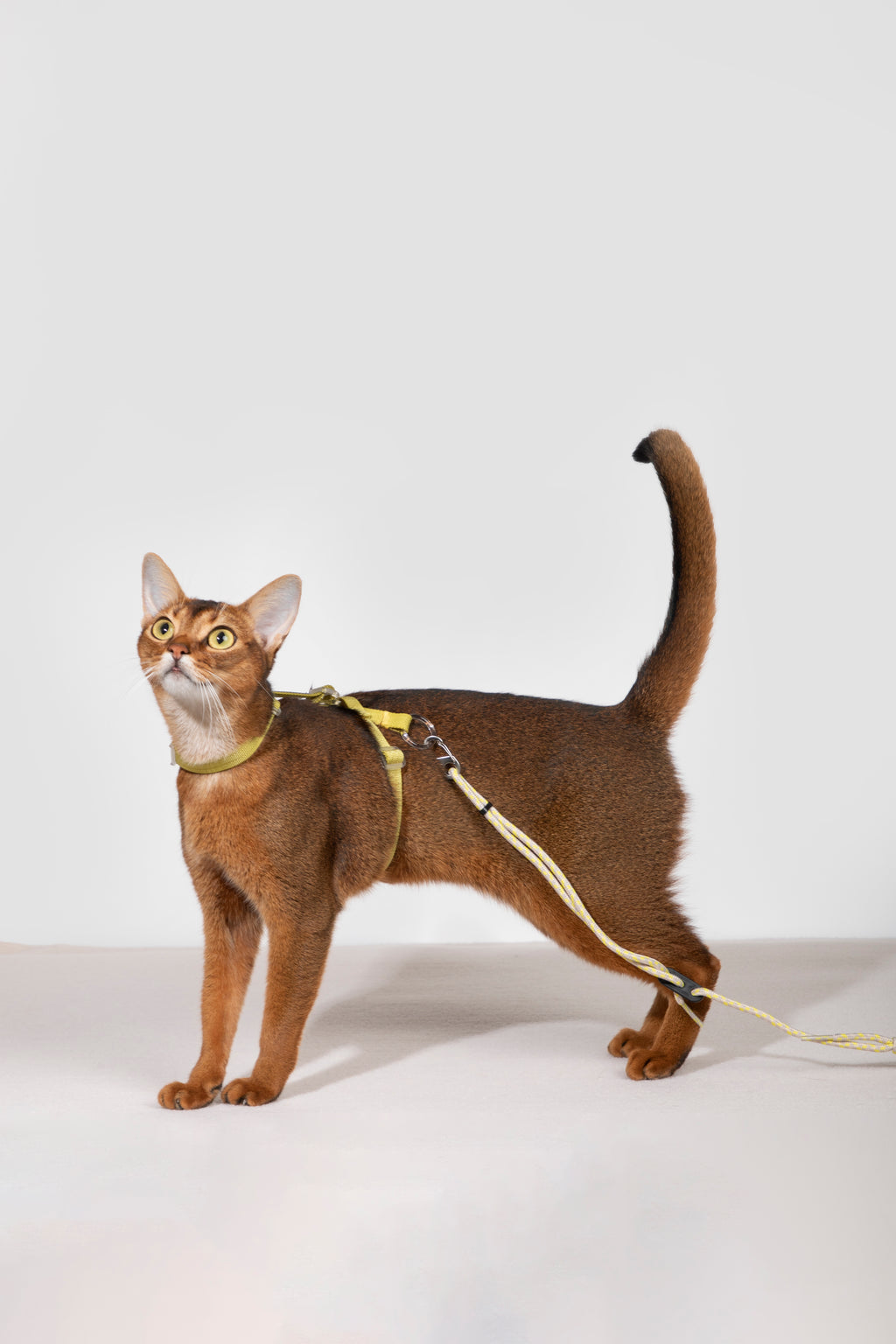 HiDream Nylon Cat Harness & Leash Set