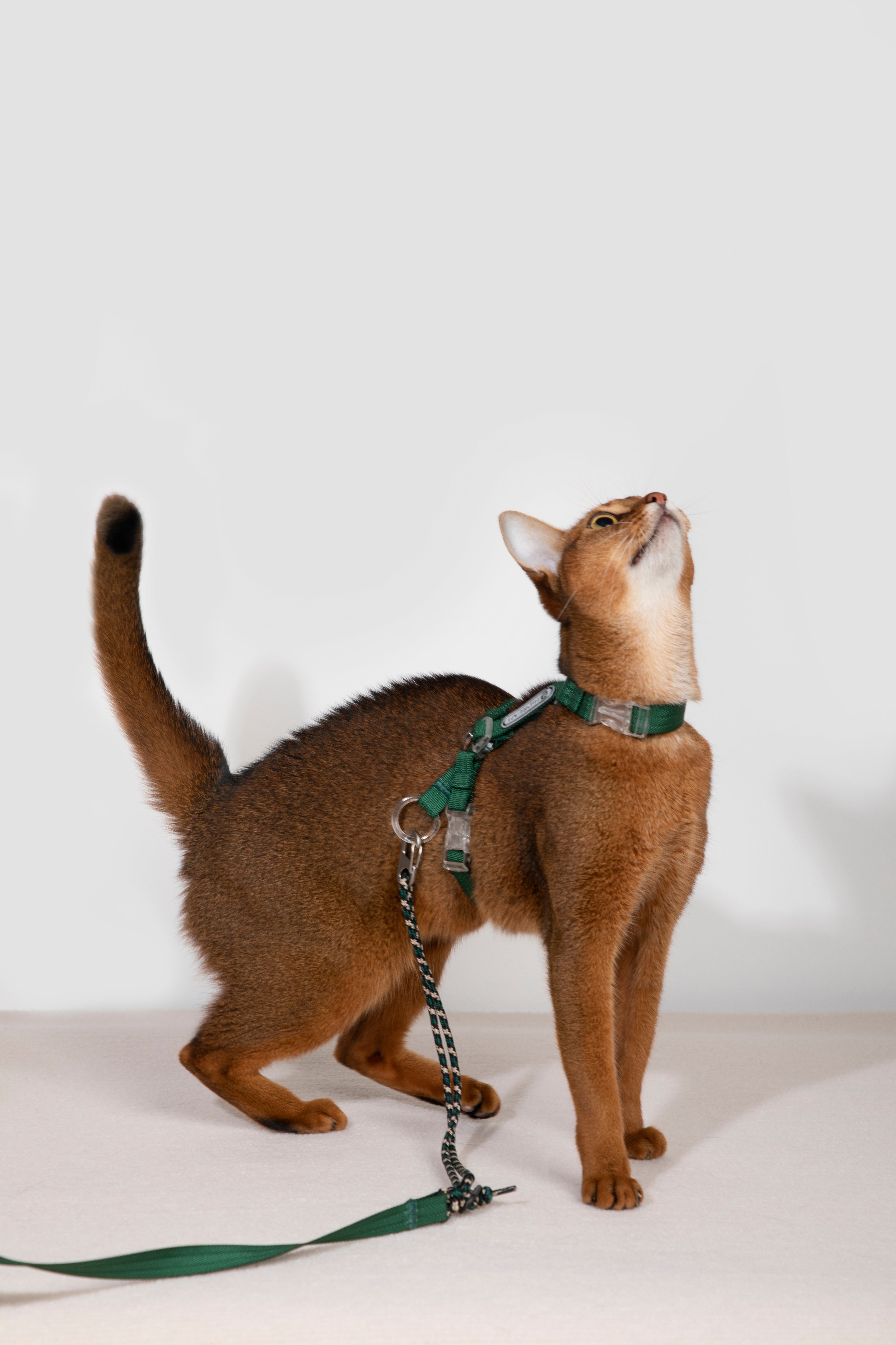 HiDream Nylon Cat Harness & Leash Set