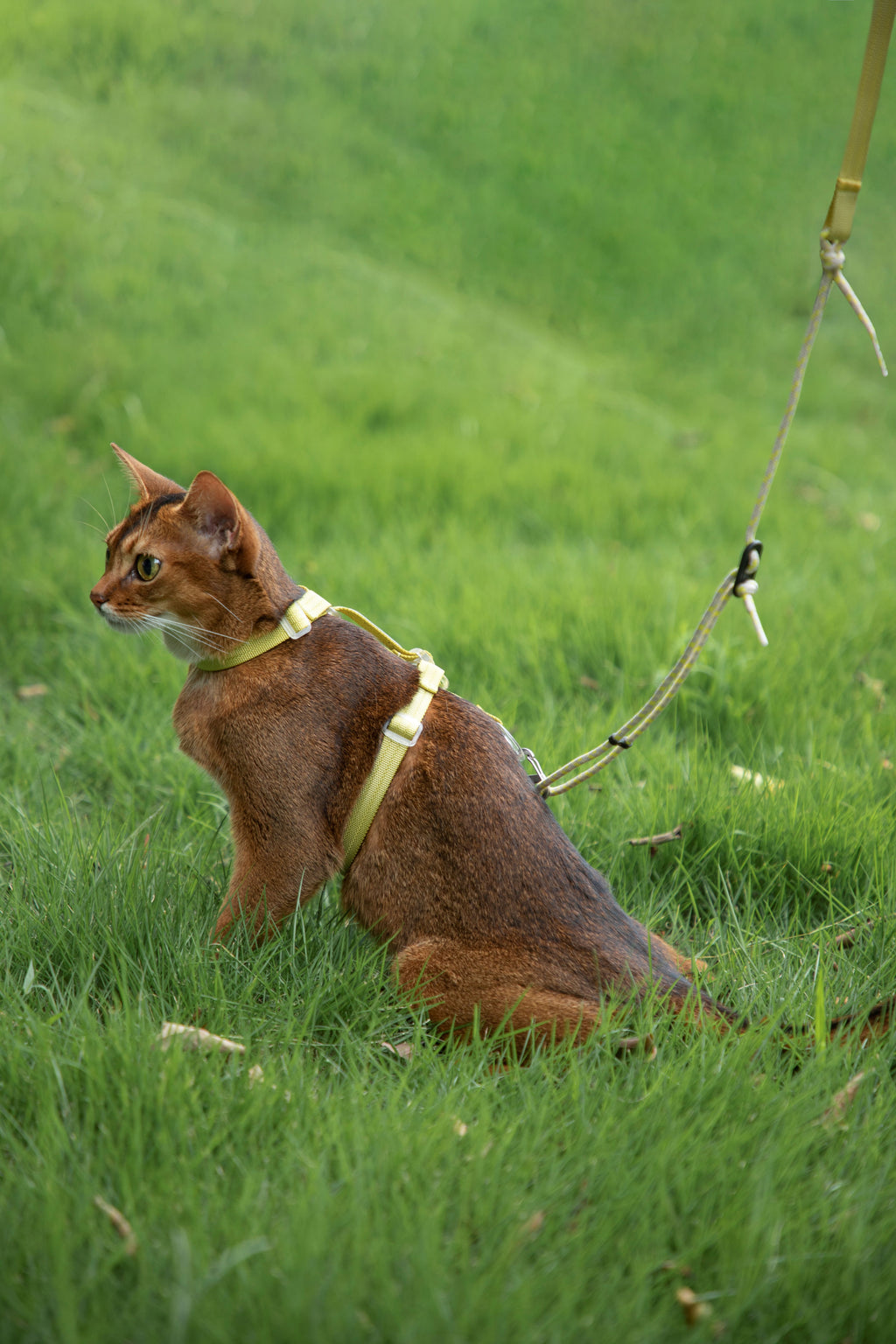 HiDream Nylon Cat Harness & Leash Set