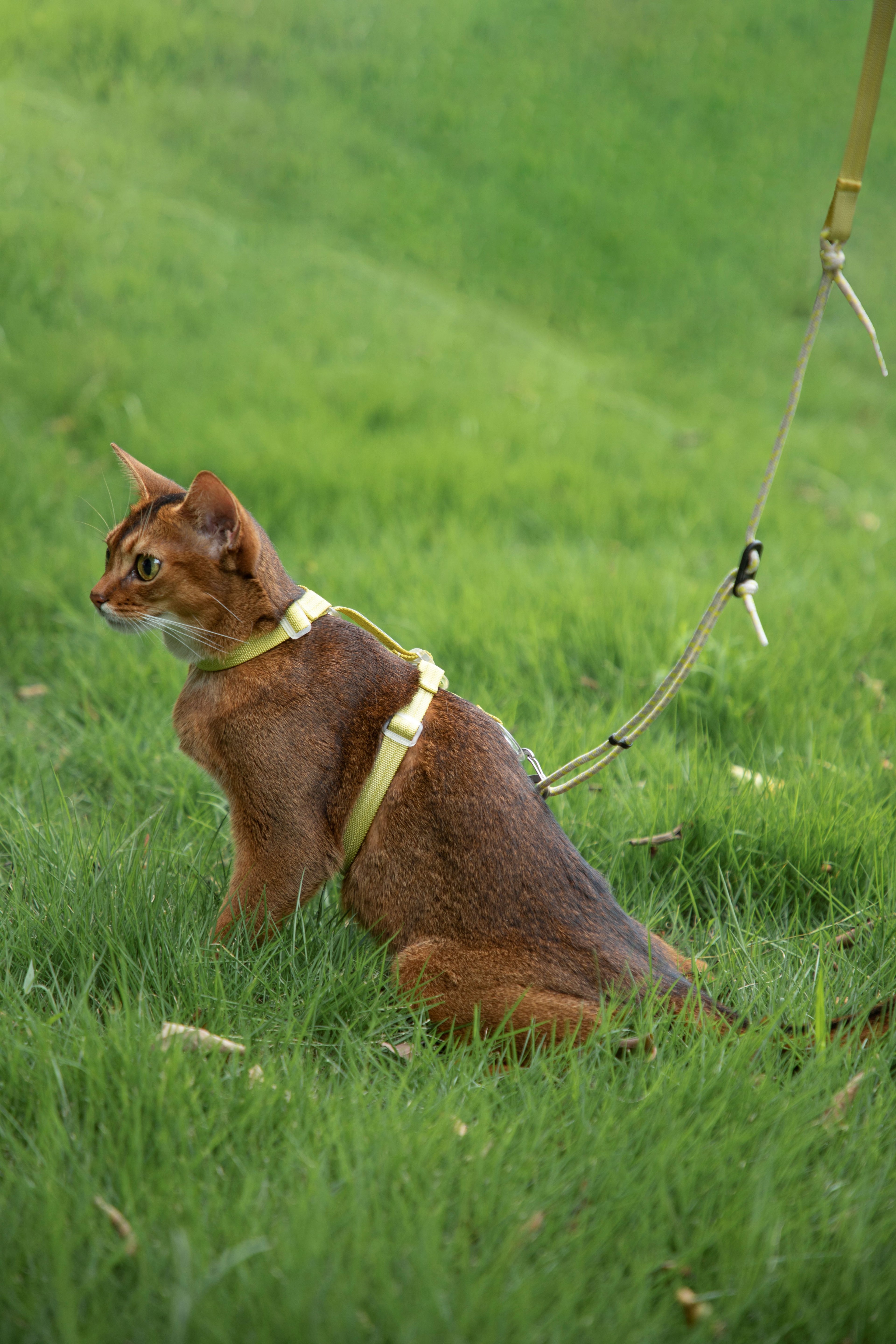 HiDream Nylon Cat Harness & Leash Set