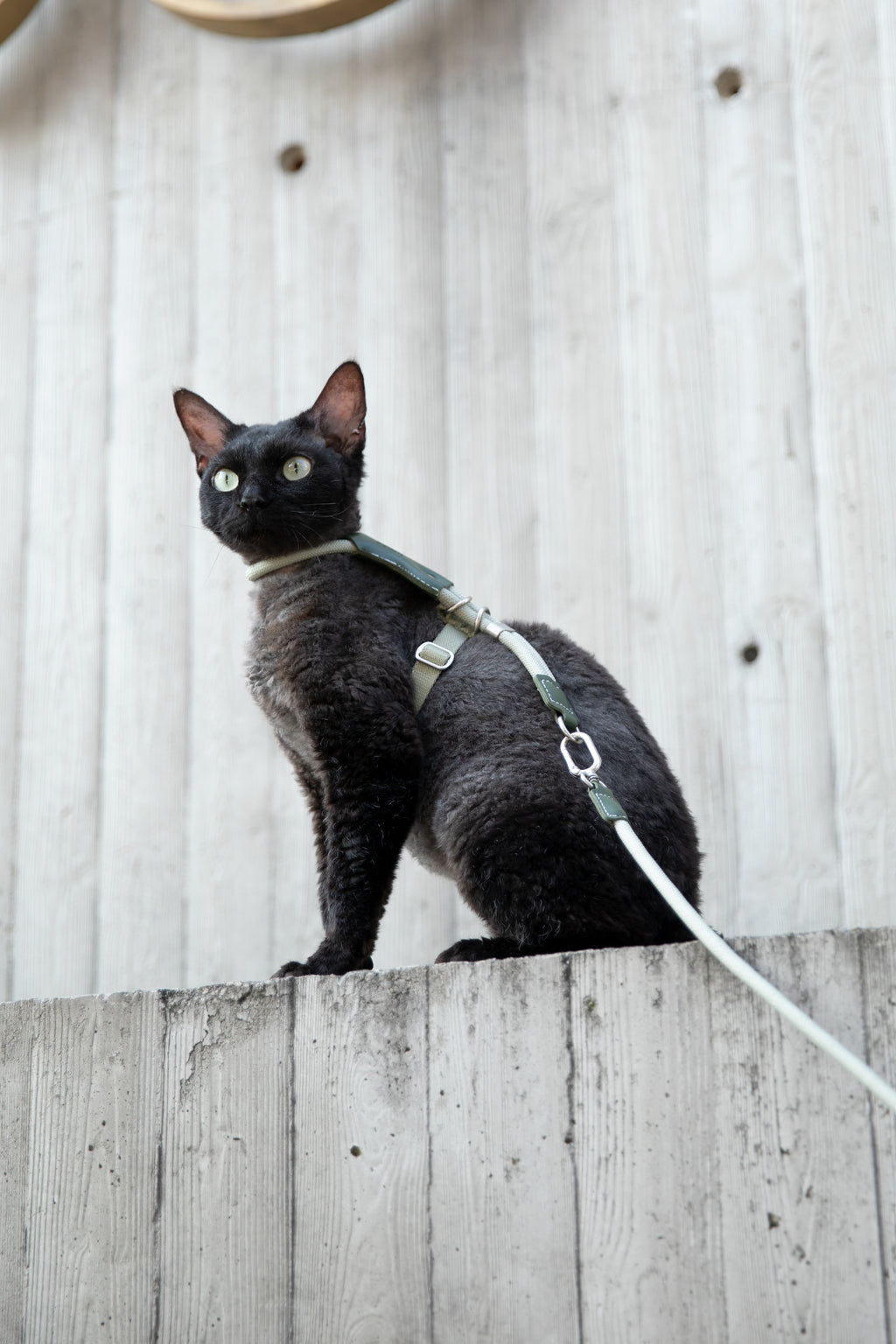 HiDream LuxCord Cats Harness & Leash Set