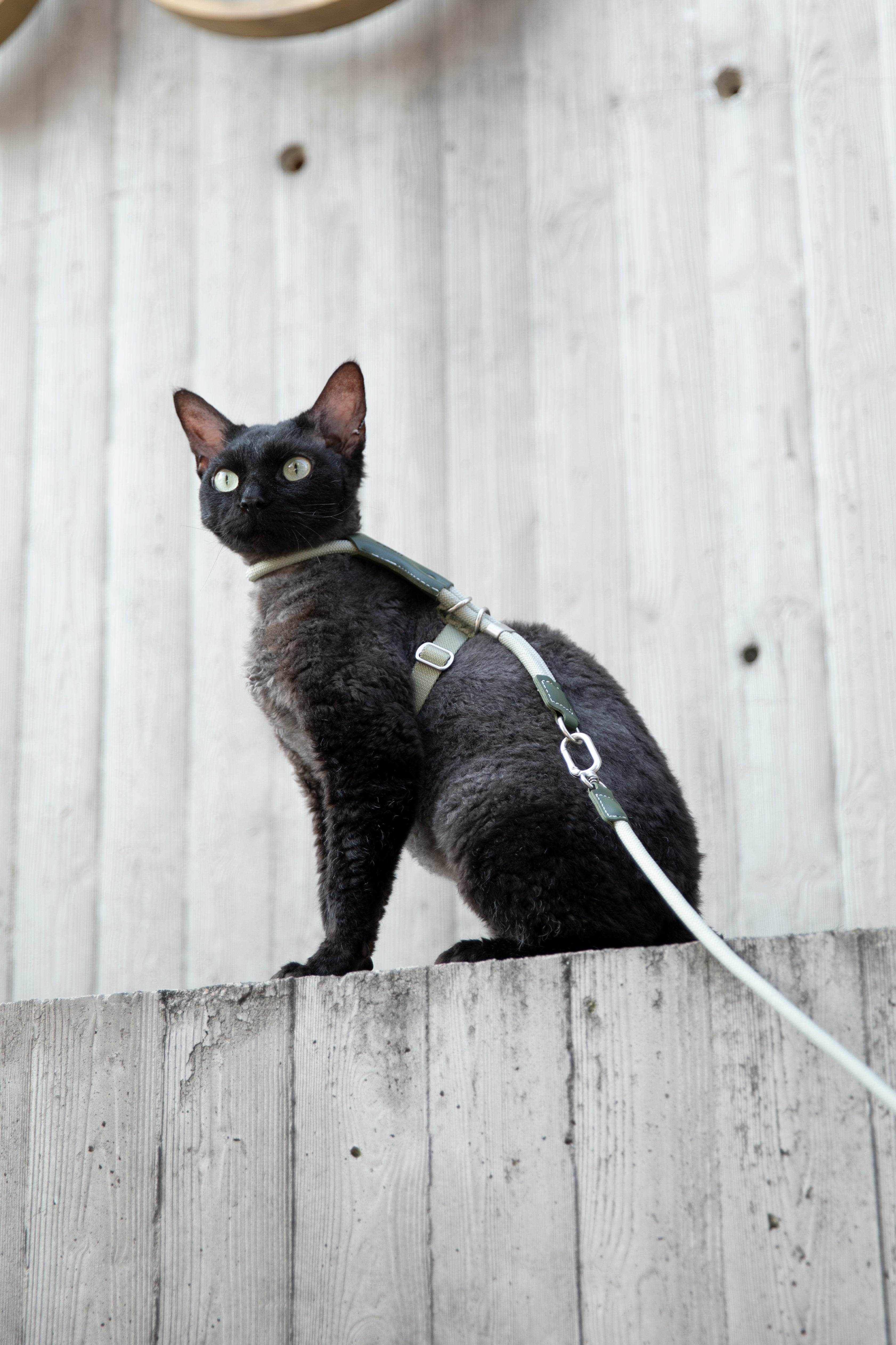 HiDream LuxCord Cats Harness & Leash Set