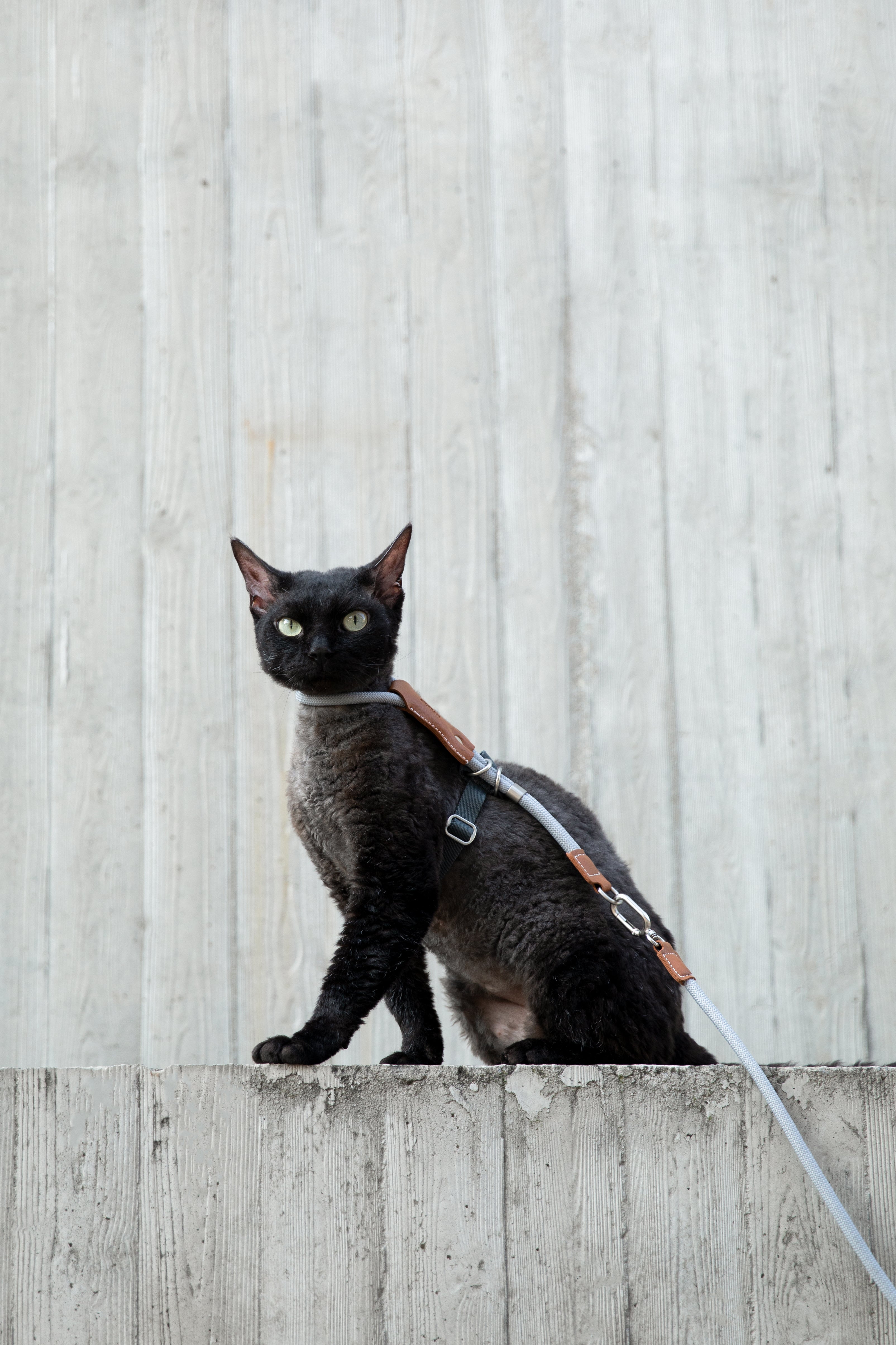HiDream LuxCord Cats Harness & Leash Set