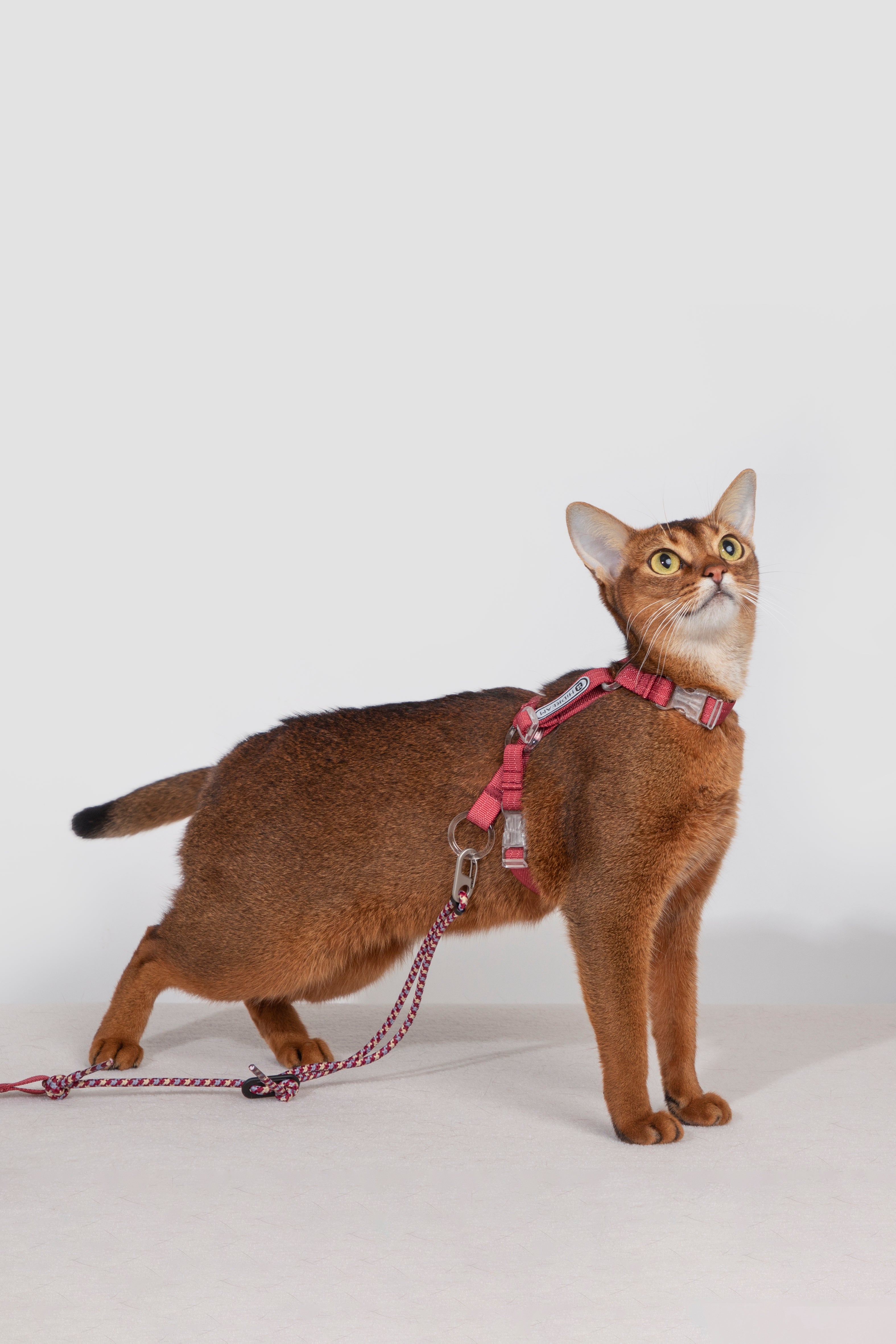 HiDream Nylon Cat Harness & Leash Set