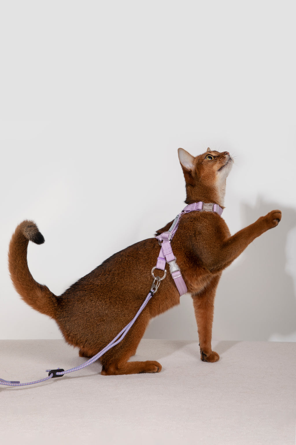 HiDream Nylon Cat Harness & Leash Set