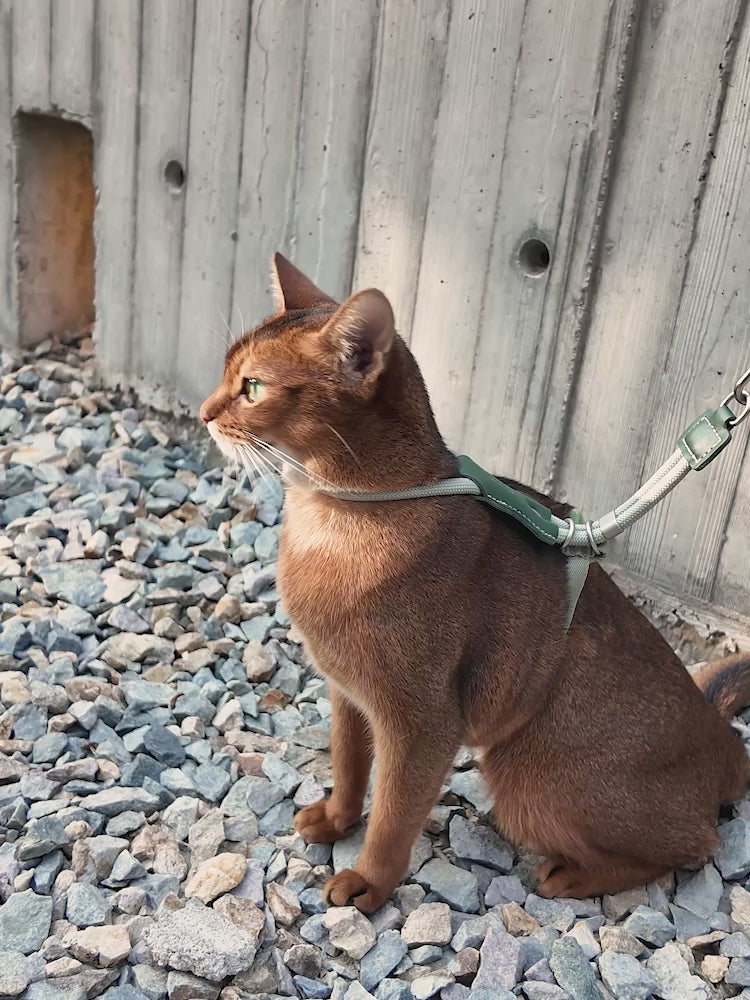 HiDream LuxCord Cats Harness & Leash Set